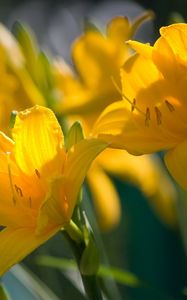 Preview wallpaper lilies, flowers, stamens, stems, buds