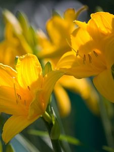 Preview wallpaper lilies, flowers, stamens, stems, buds