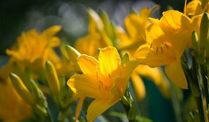 Preview wallpaper lilies, flowers, stamens, stems, buds