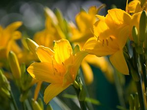 Preview wallpaper lilies, flowers, stamens, stems, buds