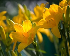 Preview wallpaper lilies, flowers, stamens, stems, buds