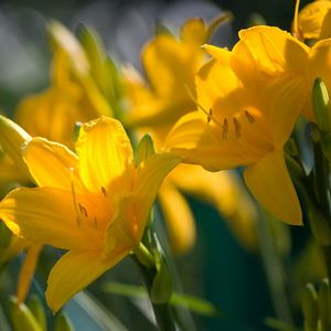 Preview wallpaper lilies, flowers, stamens, stems, buds