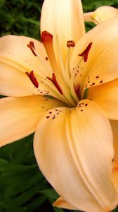 Preview wallpaper lilies, flowers, stamens, petals, buds, close-up