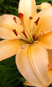 Preview wallpaper lilies, flowers, stamens, petals, buds, close-up