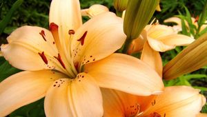 Preview wallpaper lilies, flowers, stamens, petals, buds, close-up