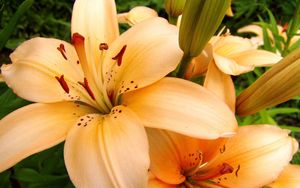 Preview wallpaper lilies, flowers, stamens, petals, buds, close-up