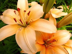 Preview wallpaper lilies, flowers, stamens, petals, buds, close-up