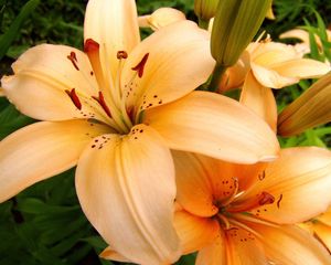 Preview wallpaper lilies, flowers, stamens, petals, buds, close-up