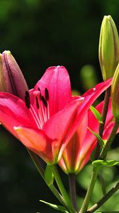 Preview wallpaper lilies, flowers, stamens, buds