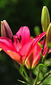 Preview wallpaper lilies, flowers, stamens, buds