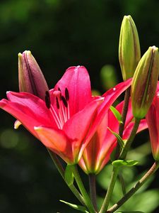 Preview wallpaper lilies, flowers, stamens, buds