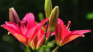 Preview wallpaper lilies, flowers, stamens, buds