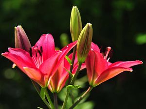 Preview wallpaper lilies, flowers, stamens, buds