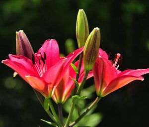 Preview wallpaper lilies, flowers, stamens, buds