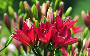 Preview wallpaper lilies, flowers, stamens, buds, sunny, summer