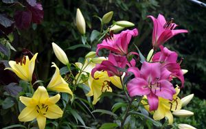 Preview wallpaper lilies, flowers, stamens, herbs, buds