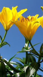Preview wallpaper lilies, flowers, stamens, sky, sunny, green