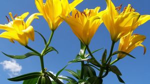 Preview wallpaper lilies, flowers, stamens, sky, sunny, green