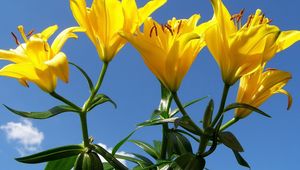 Preview wallpaper lilies, flowers, stamens, sky, sunny, green
