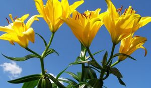 Preview wallpaper lilies, flowers, stamens, sky, sunny, green