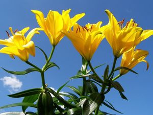 Preview wallpaper lilies, flowers, stamens, sky, sunny, green