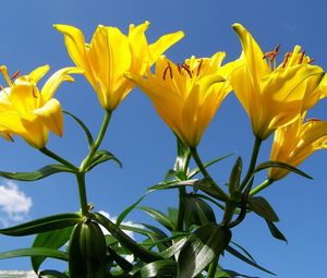 Preview wallpaper lilies, flowers, stamens, sky, sunny, green