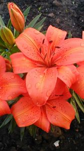 Preview wallpaper lilies, flowers, stamens, drop, freshness