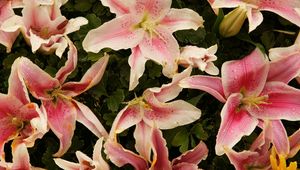 Preview wallpaper lilies, flowers, stamens, petals, close-up