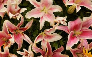 Preview wallpaper lilies, flowers, stamens, petals, close-up