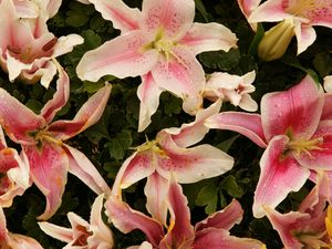 Preview wallpaper lilies, flowers, stamens, petals, close-up