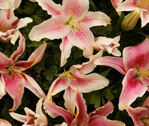 Preview wallpaper lilies, flowers, stamens, petals, close-up