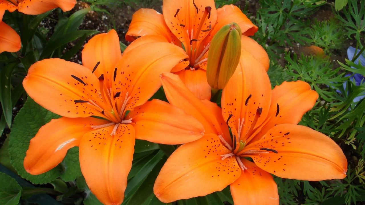 Wallpaper lilies, flowers, stamens, green, close-up hd, picture, image