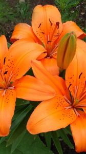 Preview wallpaper lilies, flowers, stamens, green, close-up