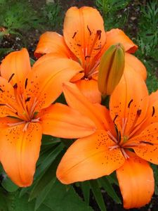 Preview wallpaper lilies, flowers, stamens, green, close-up