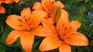 Preview wallpaper lilies, flowers, stamens, green, close-up