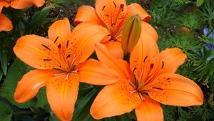 Preview wallpaper lilies, flowers, stamens, green, close-up