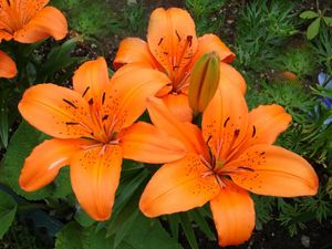 Preview wallpaper lilies, flowers, stamens, green, close-up