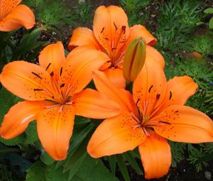 Preview wallpaper lilies, flowers, stamens, green, close-up