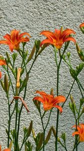 Preview wallpaper lilies, flowers, wall, some