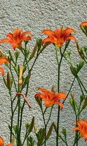 Preview wallpaper lilies, flowers, wall, some