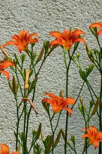 Preview wallpaper lilies, flowers, wall, some