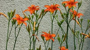 Preview wallpaper lilies, flowers, wall, some