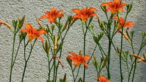 Preview wallpaper lilies, flowers, wall, some