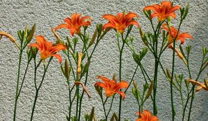 Preview wallpaper lilies, flowers, wall, some