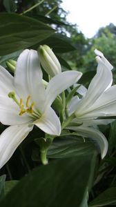 Preview wallpaper lilies, flowers, white, flowerbed, herbs, trees, park