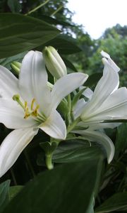 Preview wallpaper lilies, flowers, white, flowerbed, herbs, trees, park