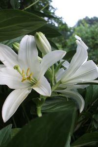 Preview wallpaper lilies, flowers, white, flowerbed, herbs, trees, park