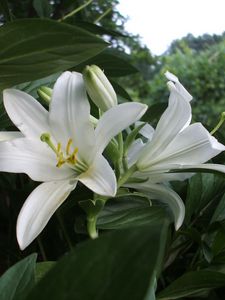 Preview wallpaper lilies, flowers, white, flowerbed, herbs, trees, park