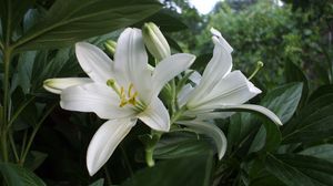 Preview wallpaper lilies, flowers, white, flowerbed, herbs, trees, park