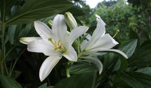 Preview wallpaper lilies, flowers, white, flowerbed, herbs, trees, park